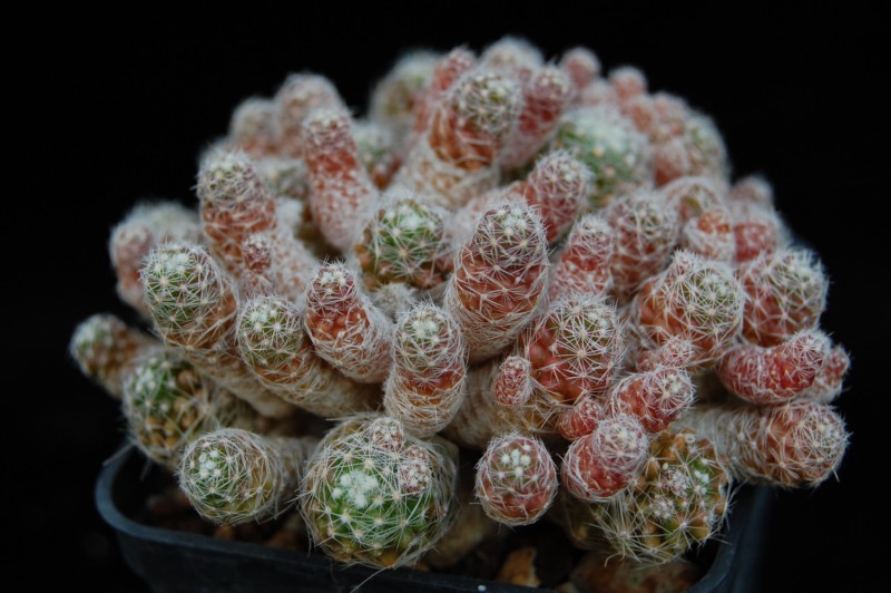 Mammillaria vetula ssp. gracilis 