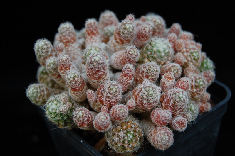 Mammillaria vetula ssp. gracilis 