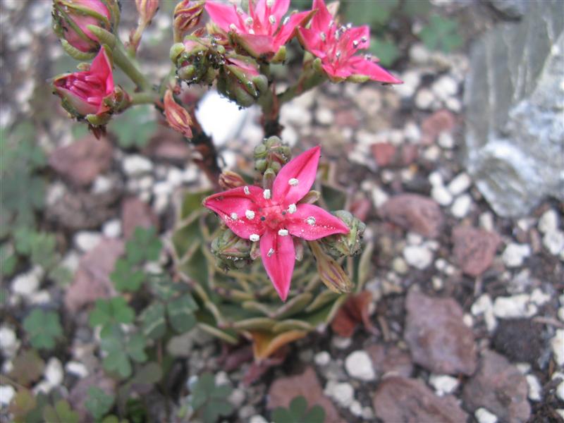 Graptopetalum bellum 