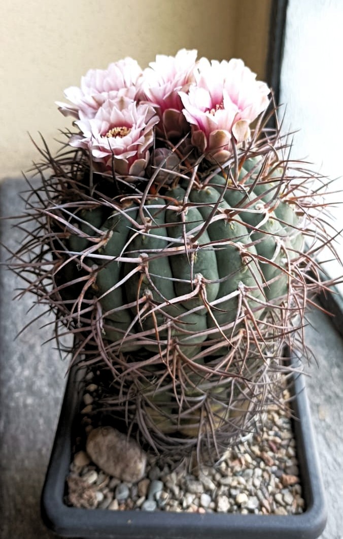 Gymnocalycium cardenasianum 