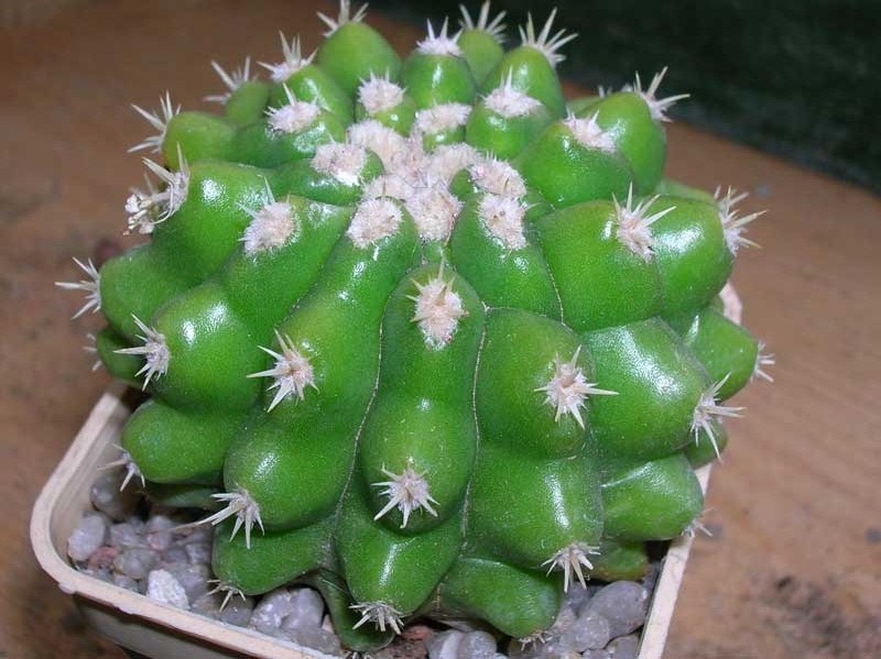 Echinocactus grusonii v. inermis 