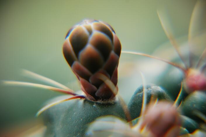 Gymnocalycium baldianum 