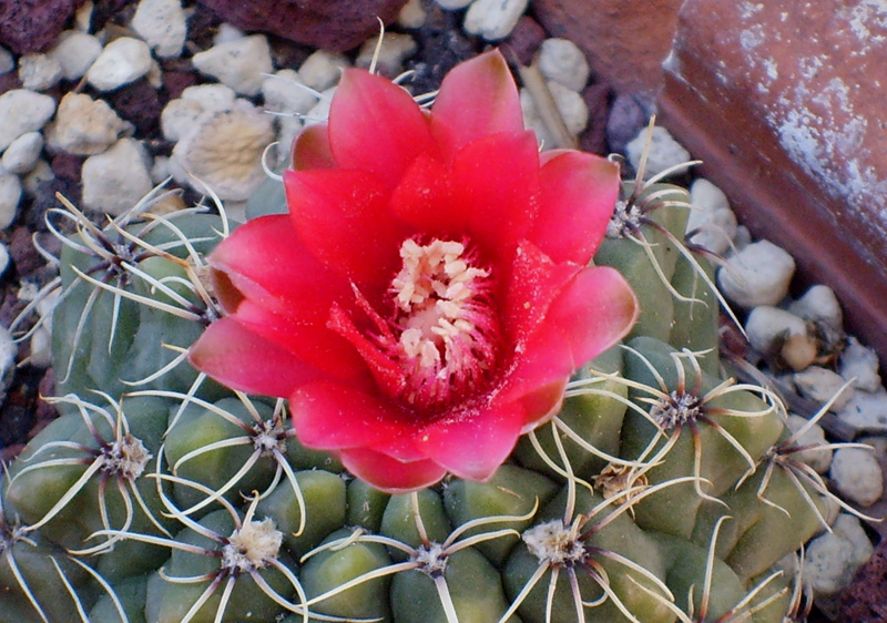 Gymnocalycium baldianum 