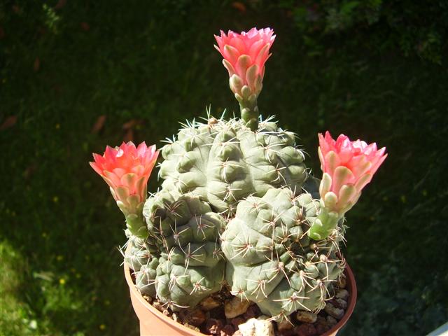 Gymnocalycium baldianum 