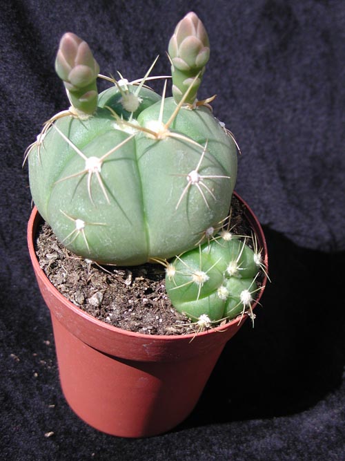 Gymnocalycium Horstii 