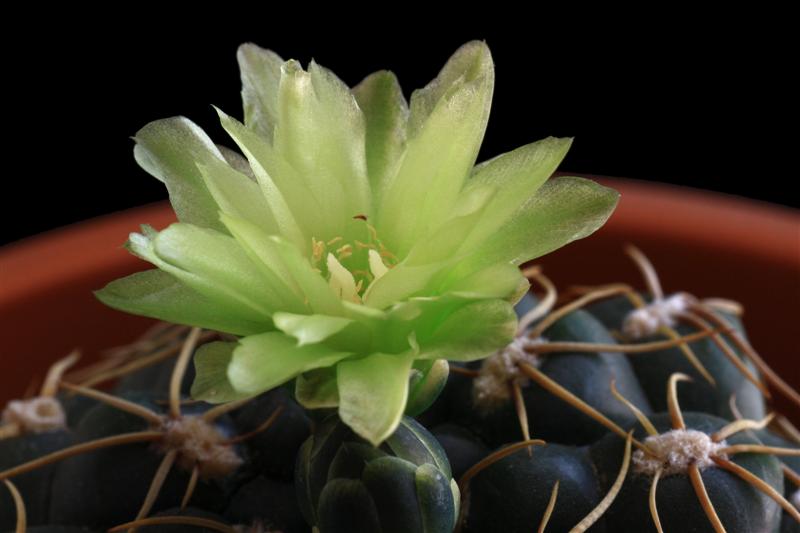 Gymnocalycium hyptiacanthum ssp. netrelianum 