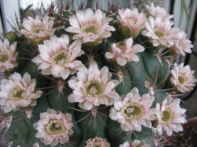 Gymnocalycium saglionis 