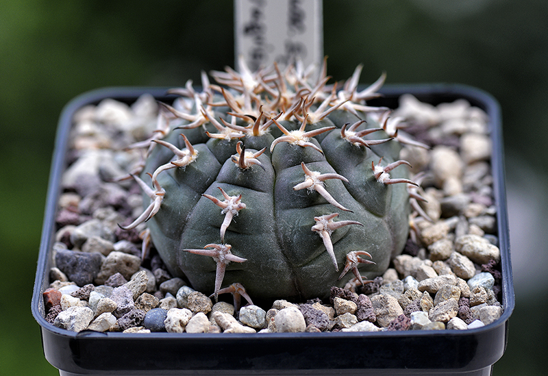 gymnocalycium spegazzinii f. unguispinum