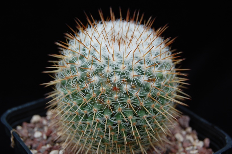 Mammillaria haageana ssp. acultzingensis 