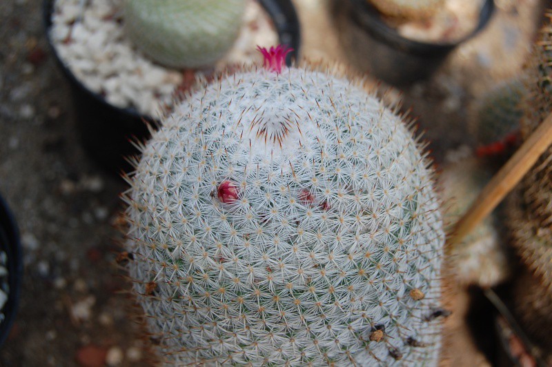 Mammillaria haageana 