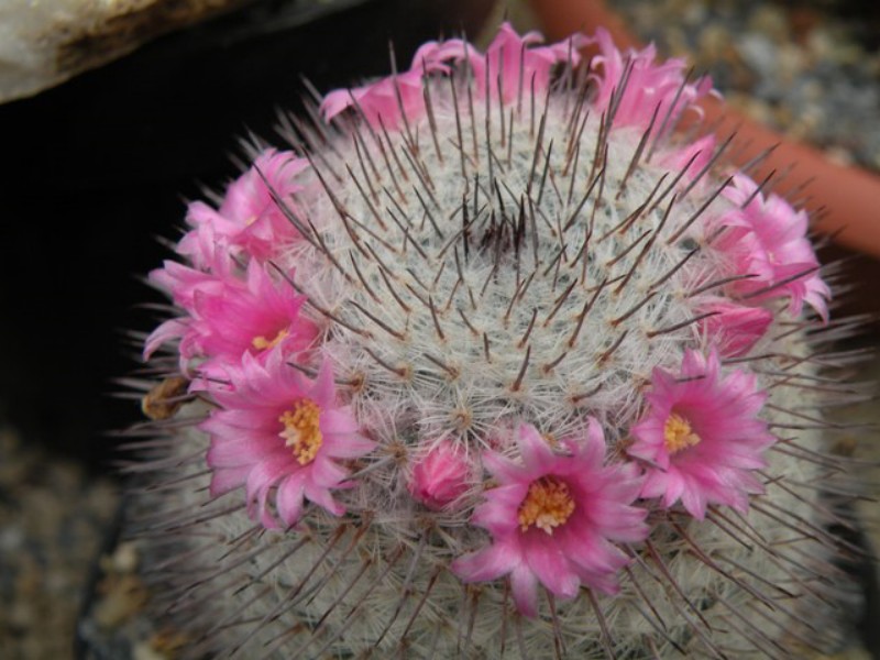 Mammillaria haageana Wolf 68