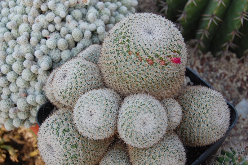 Mammillaria haageana ssp. conspicua ML 380