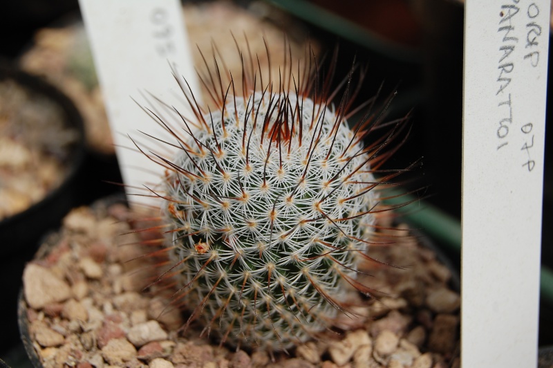 Mammillaria haageana DAR 095