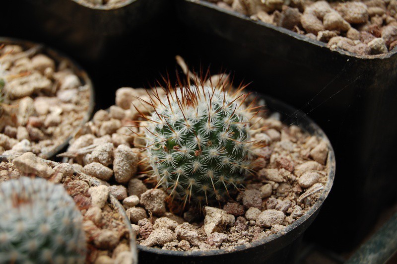 Mammillaria haageana SB 580