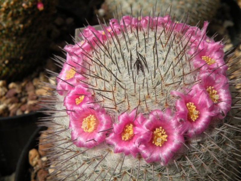 Mammillaria haageana WOLF 68