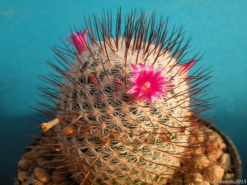 Mammillaria haageana DAR 095