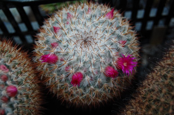 Mammillaria haageana ssp. acultzingensis 