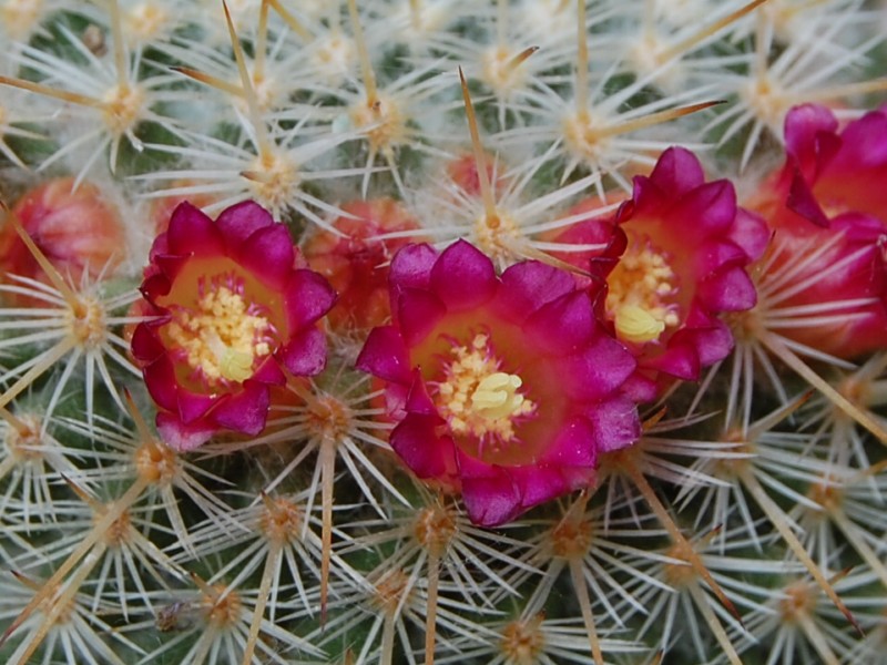 Mammillaria aff. conspicua ROG 351