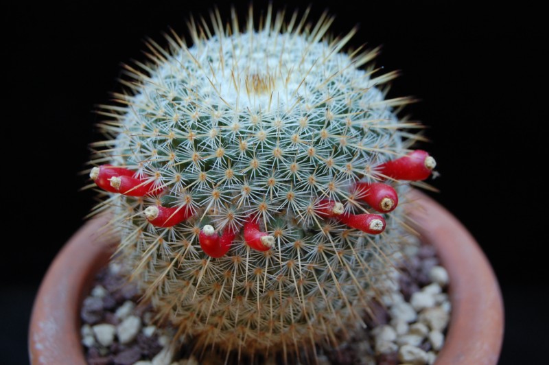 Mammillaria aff. conspicua ROG 351