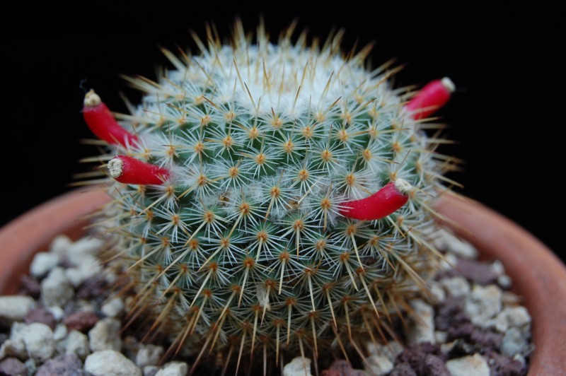 Mammillaria aff. conspicua ROG 351