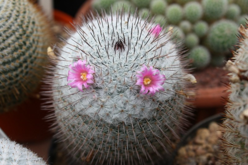 Mammillaria haageana WOLF 68