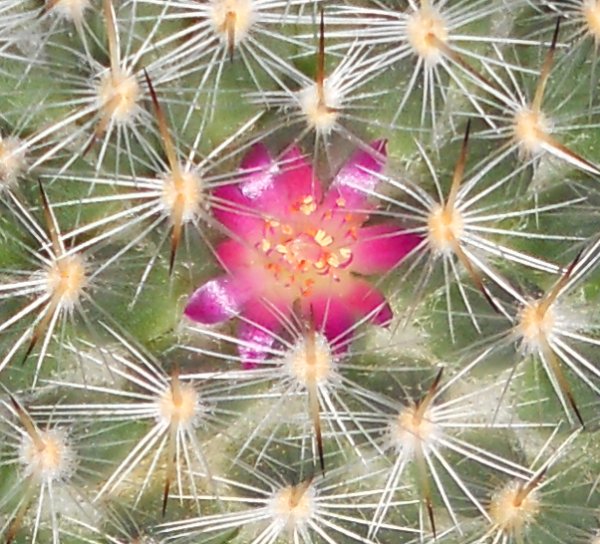 Mammillaria halbingeri L1108