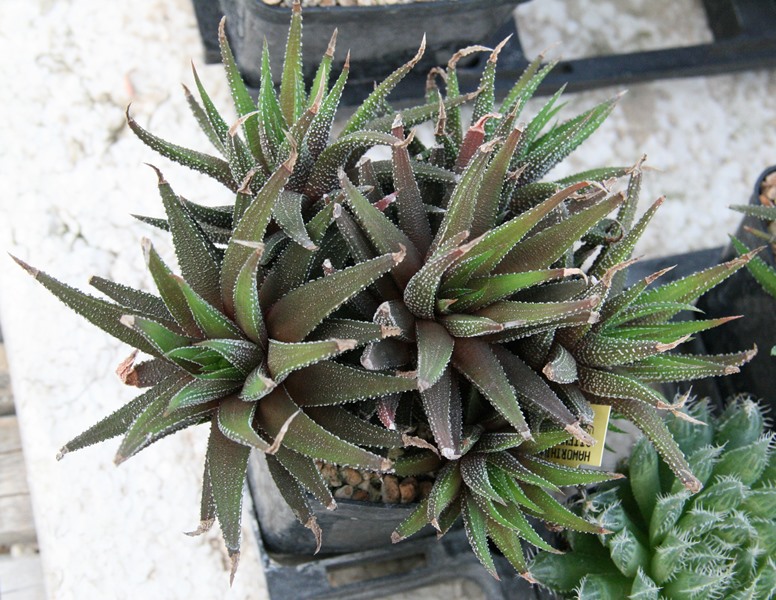 Haworthia attenuata 