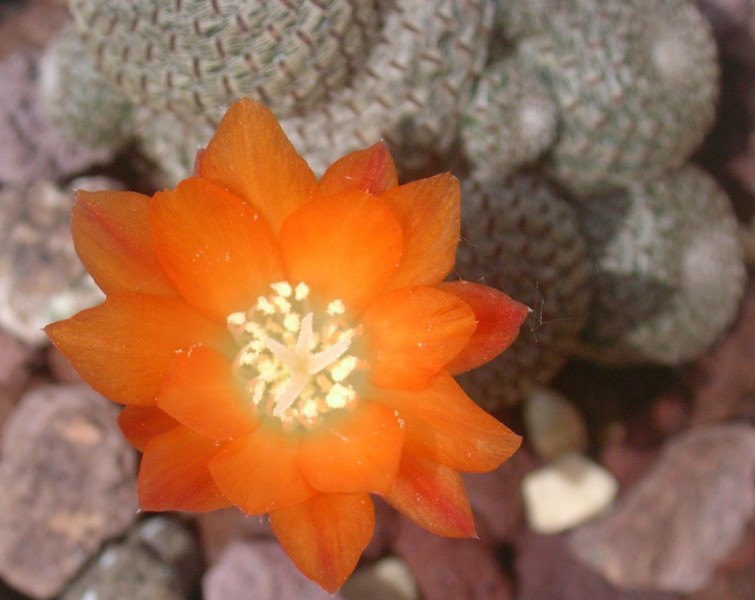 Rebutia heliosa 