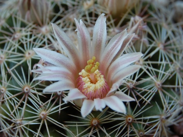 Mammillaria heyderi ssp. hemisphaerica BZ 56