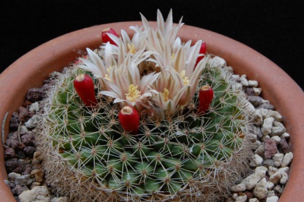 Mammillaria heyderi ssp. hemisphaerica SB 859