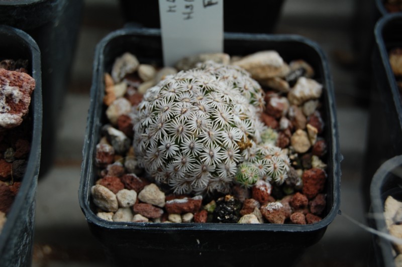 Mammillaria hernandezii 