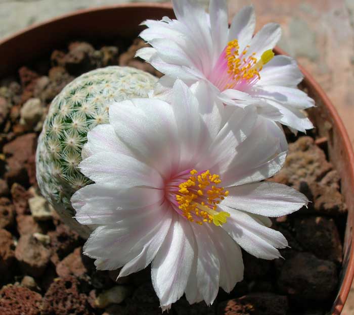 Mammillaria herrerae v. albiflora 