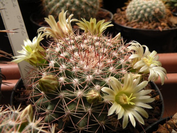 Mammillaria heyderi ssp. macdougalii 