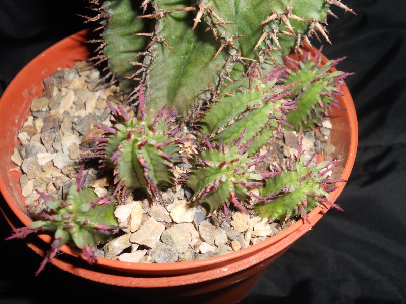 Euphorbia horrida 