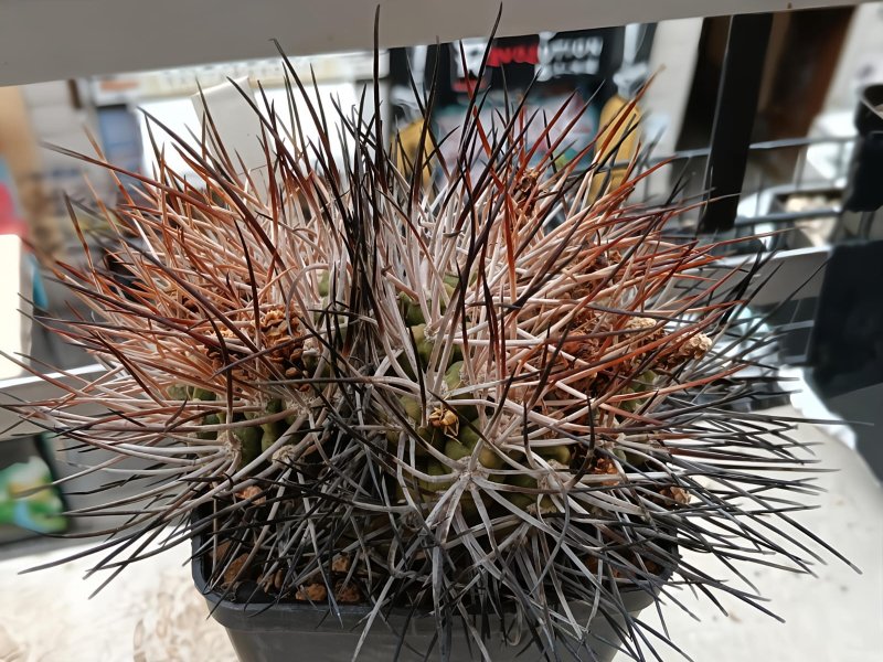 gymnocalycium hossei