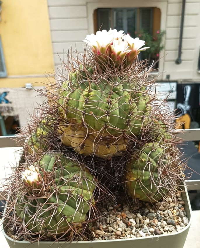 Gymnocalycium hossei v. nidulans 