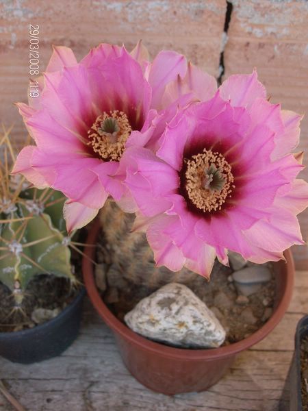 Echinocereus reichenbachii 