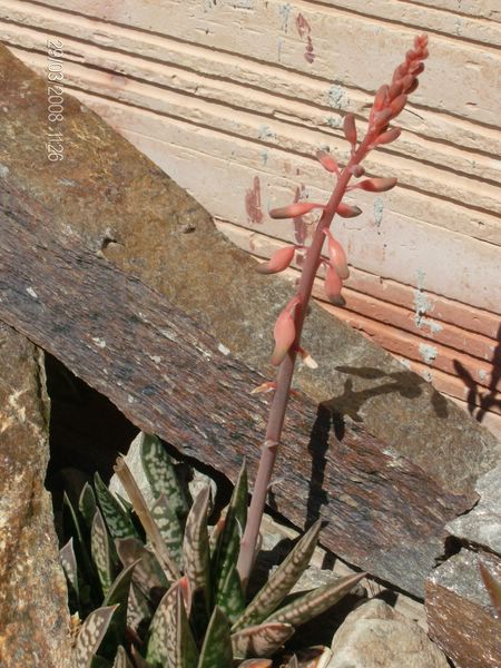 Gasteria bicolor v. liliputana 