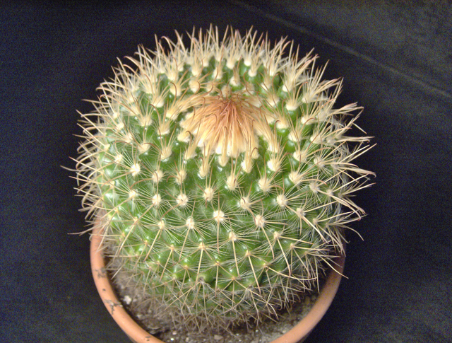 Parodia  