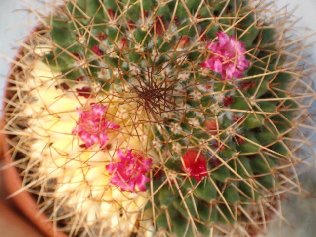 Mammillaria polythele 