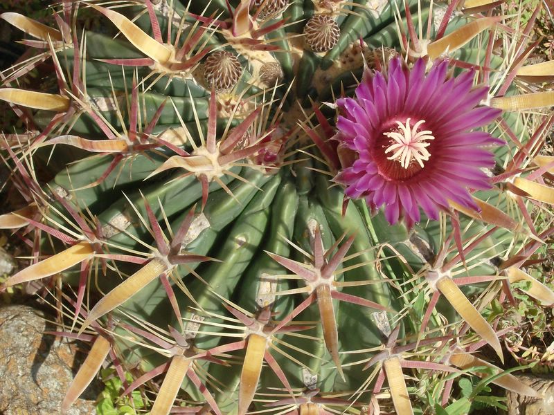 Ferocactus latispinus 