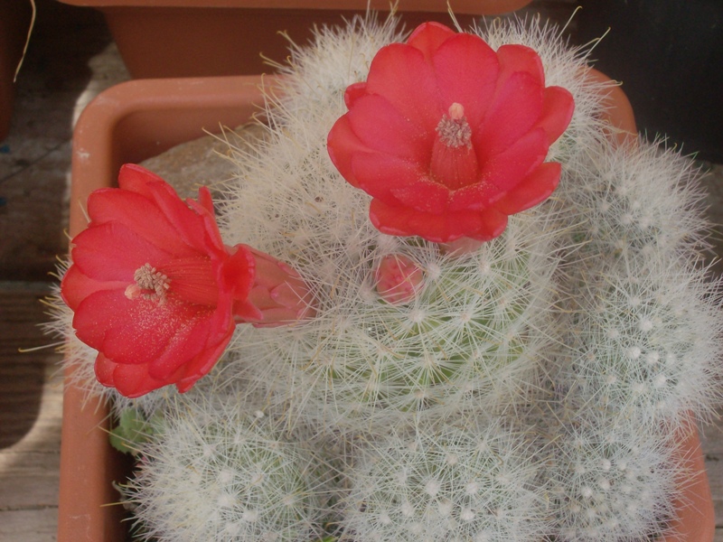 Mammillaria senilis 