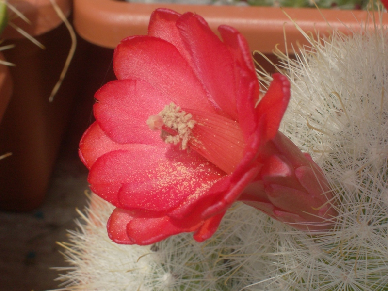 Mammillaria senilis 