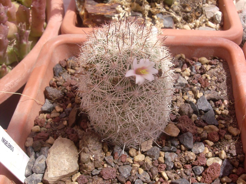 Mammillaria estebanensis K 309