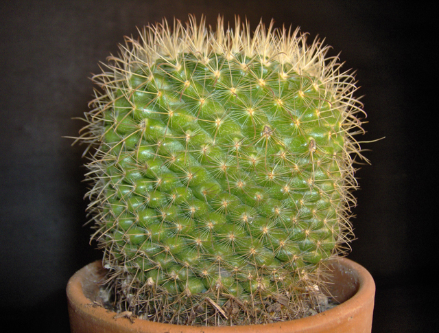 Parodia  