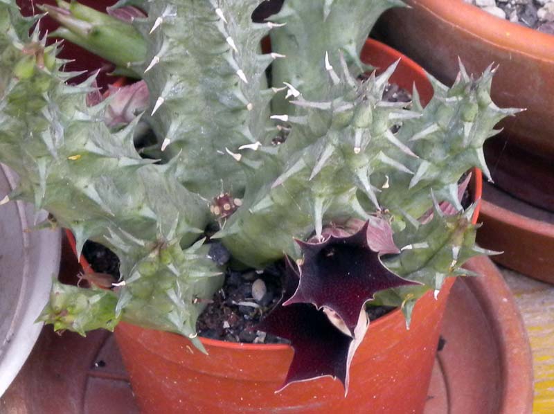 Huernia keniensis 