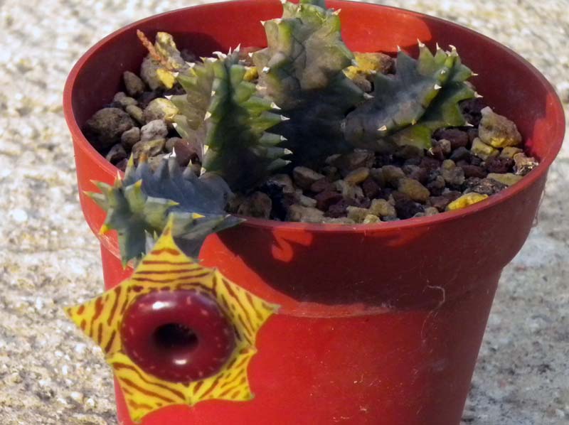 Huernia zebrina 