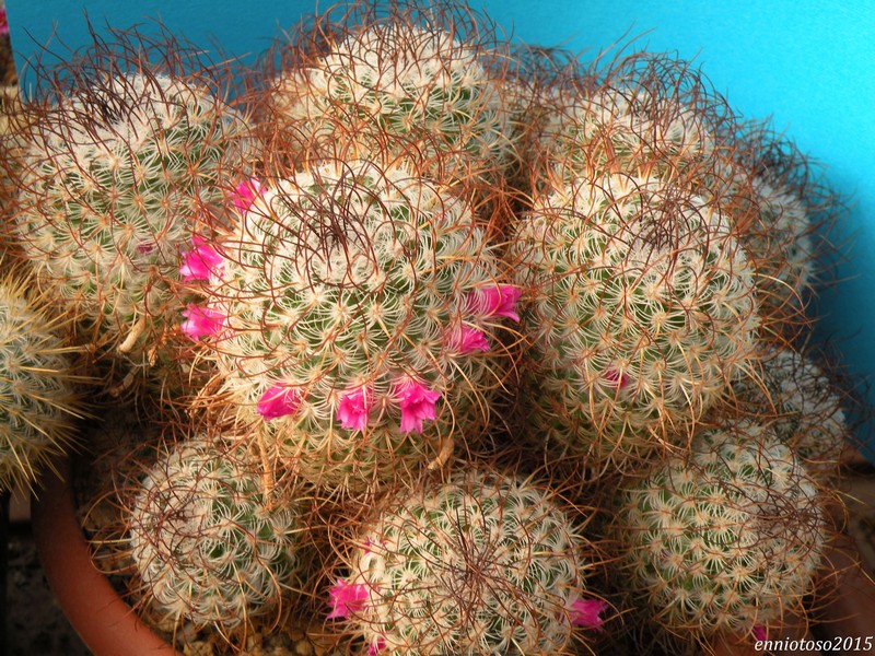 Mammillaria huitzilopochtli ssp. niduliformis L 1495