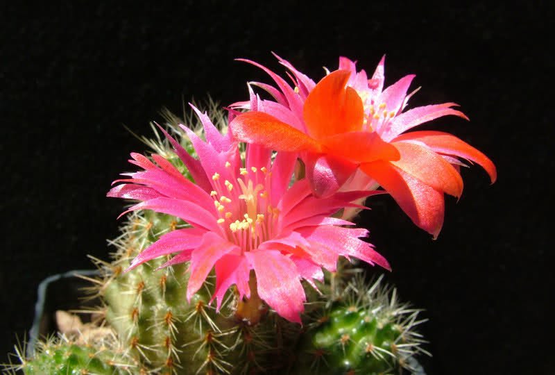 Rebutia steinmannii v. parvula 