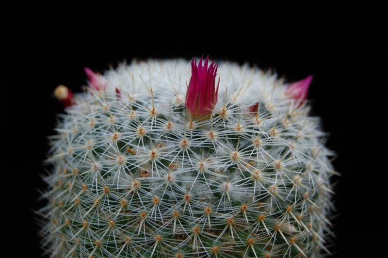 Mammillaria ignota REP 1654